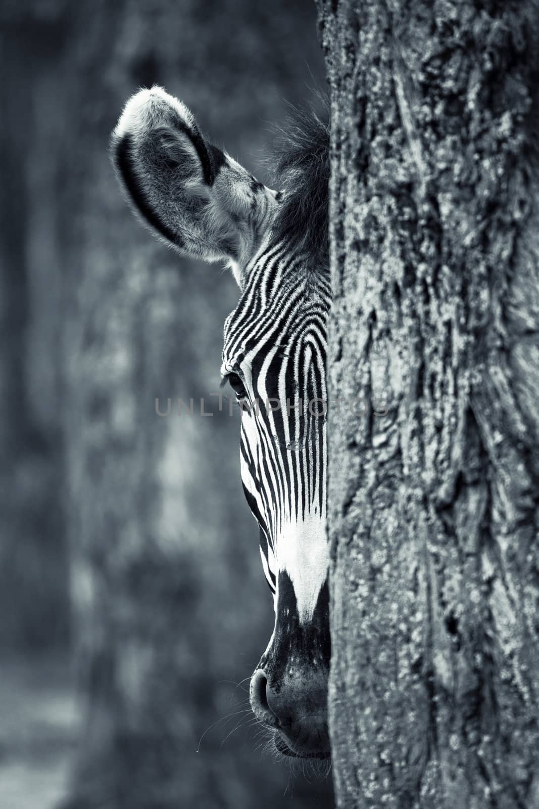 Zebra portrait behind a tree