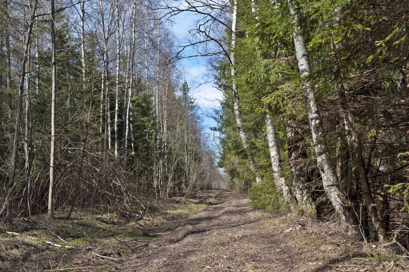 Dirt road in spring forest