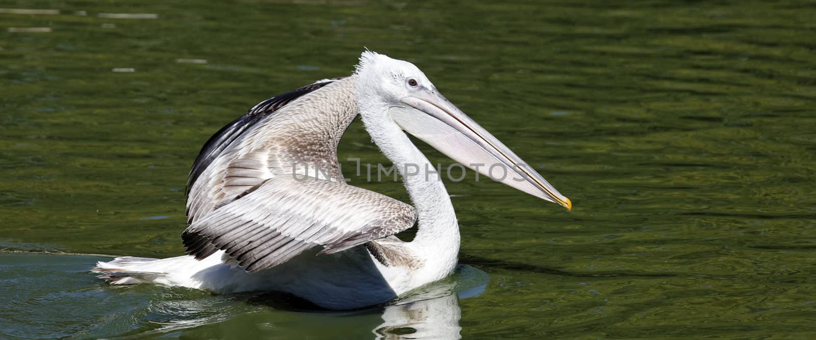panoramic view of white pelican on water