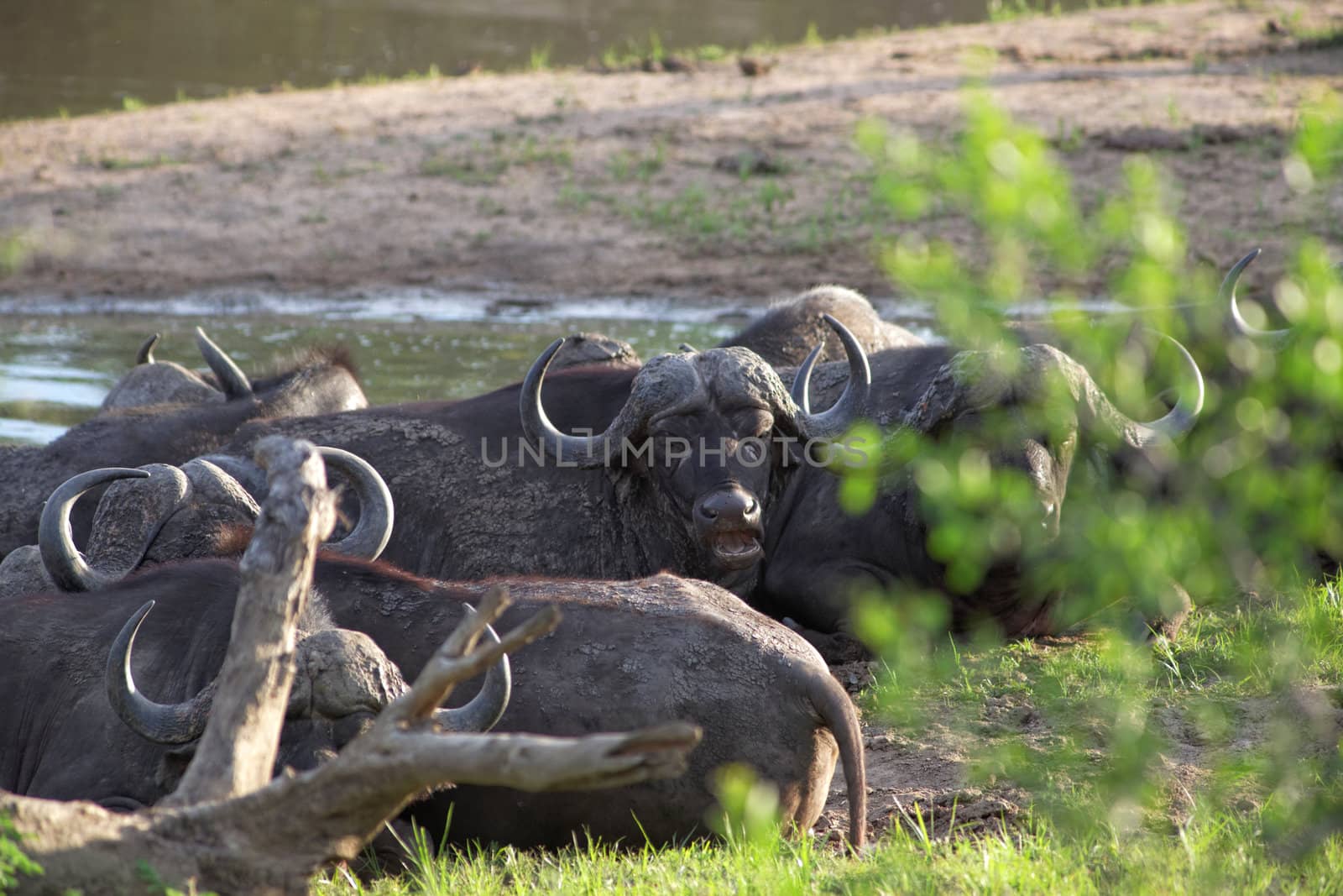 Herd of Cape buffalo, Syncerus caffer, standing close together in a depression alongside water watching the camera in African savannah