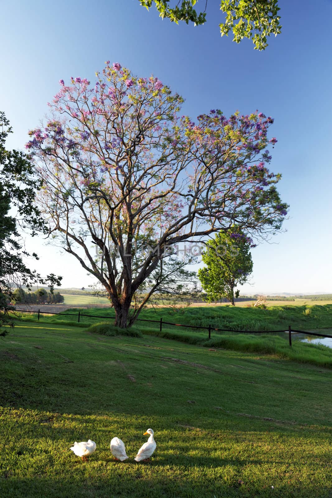 Pretty white domestic ducks foraging in a shaft of sunlight on a lush green lawn in a rural landscape with trees