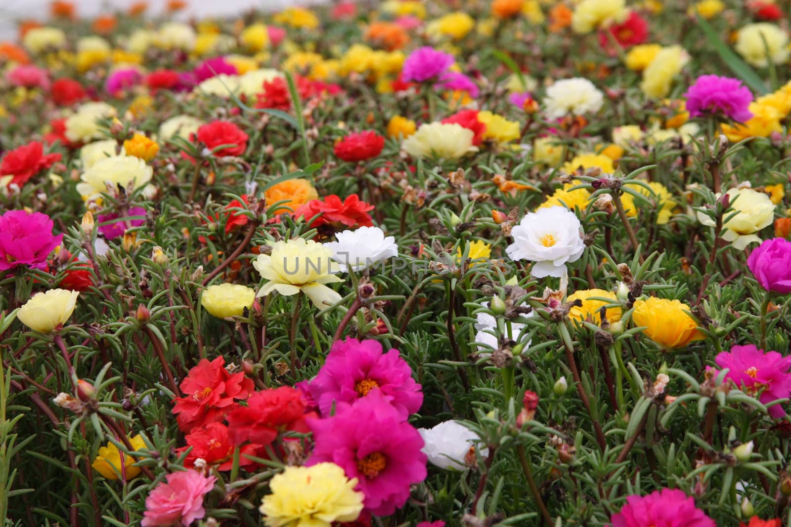 many bright flowers on the field