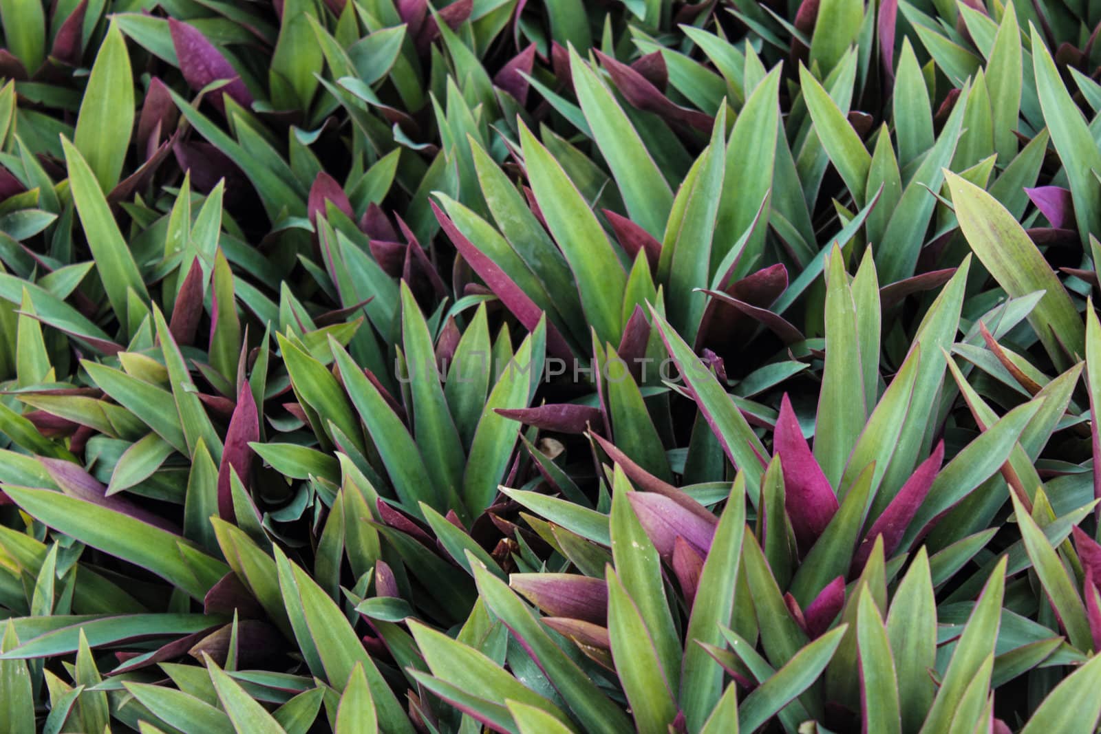 Close up of green leaf texture background