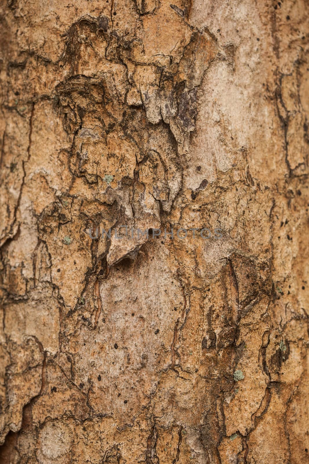 A close-up image of a tree bark texture backgroud. Check out other textures in my portfolio.