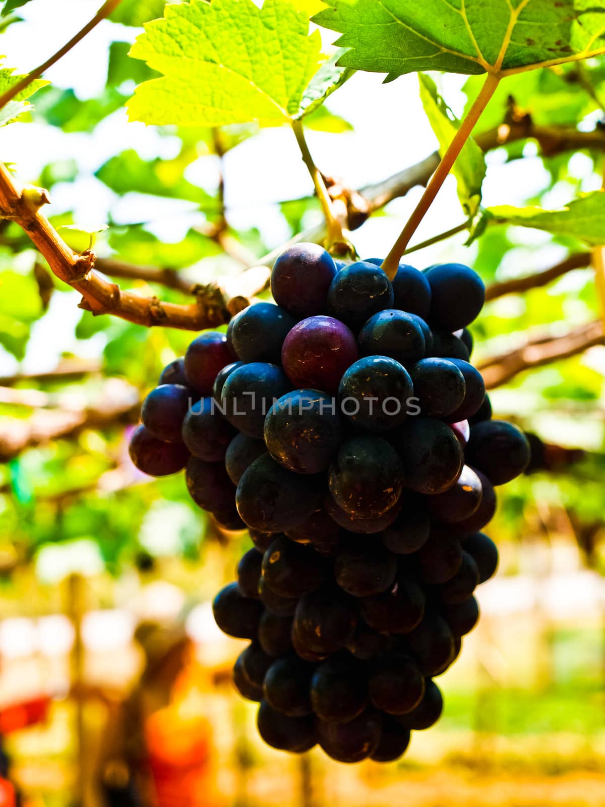 Bunch of red grapes with green leaves in Wine yard in Nakorn Ratchasima, Thailand