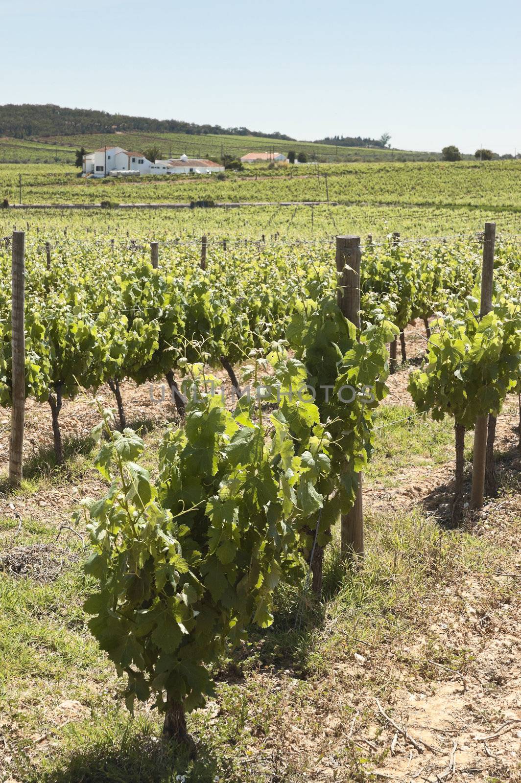 Vineyard in the fruit set season, Borba, Alentejo, Portugal