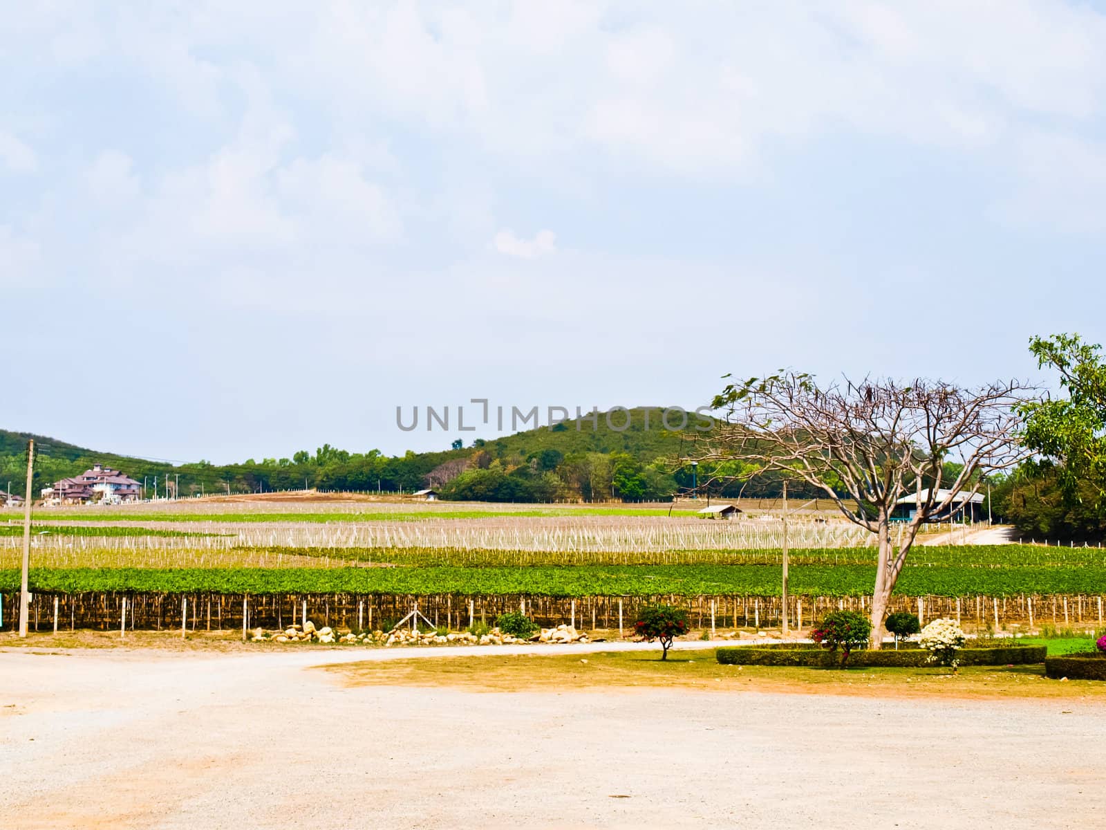 Wine yard in Nakorn Ratchasima, Thailand by gururugu