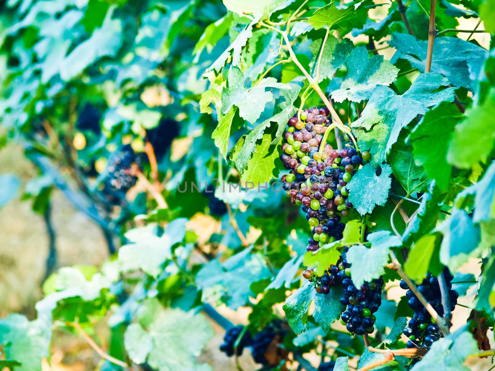 Bunch of red grapes with green leaves in Wine yard in Nakorn Ra by gururugu