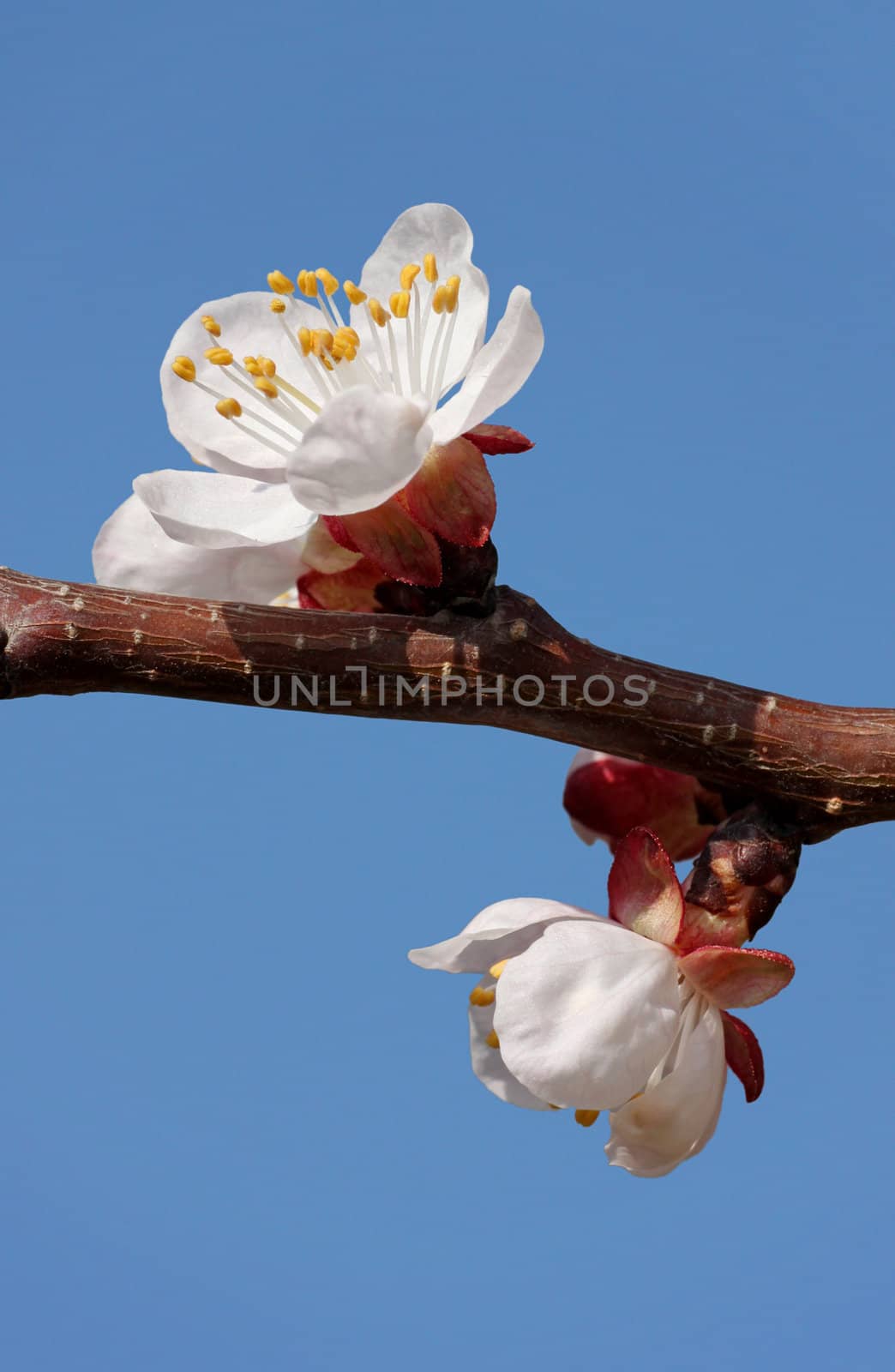 apricot tree blossom over blue sky