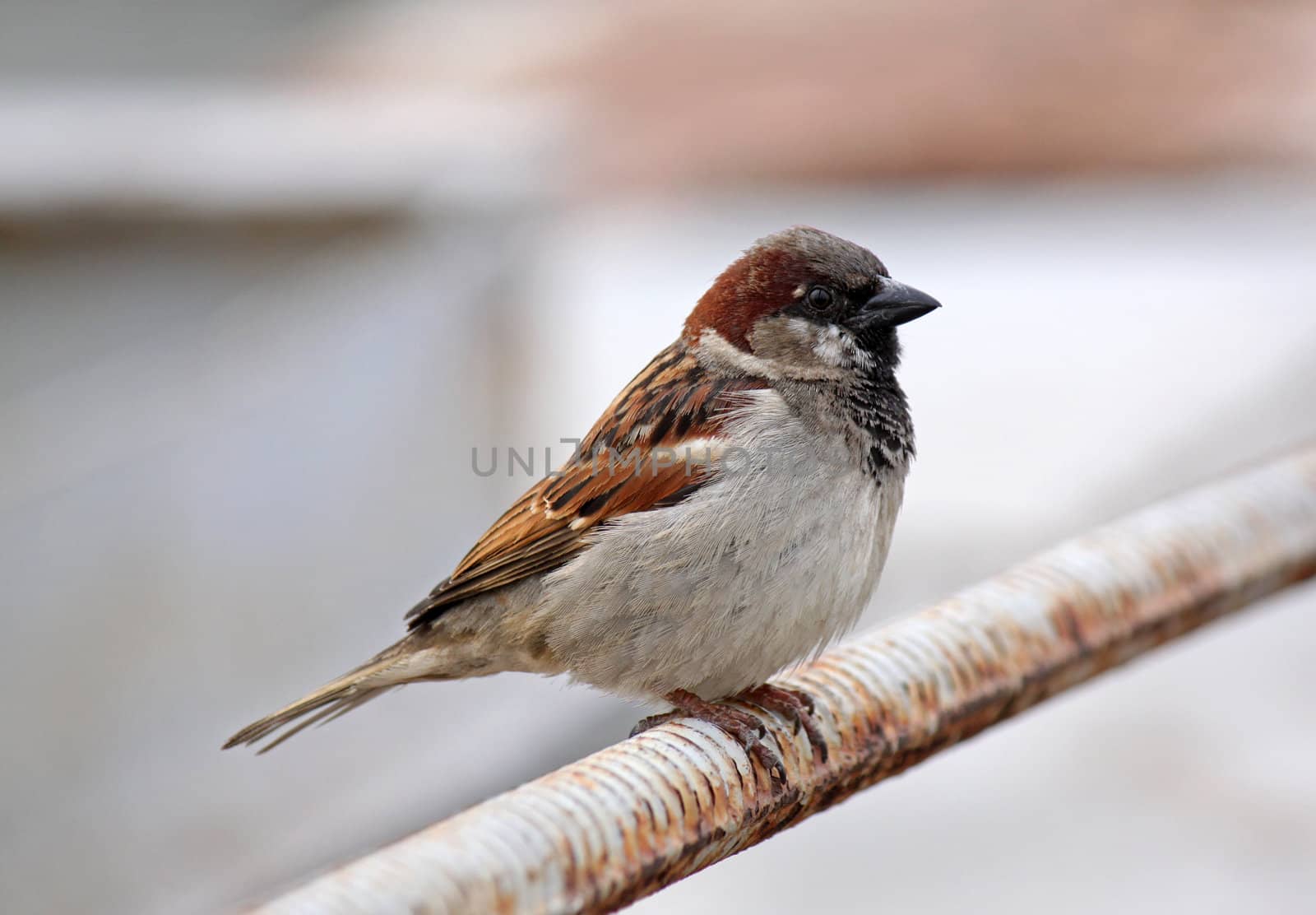 sparrow sitting on iron rod