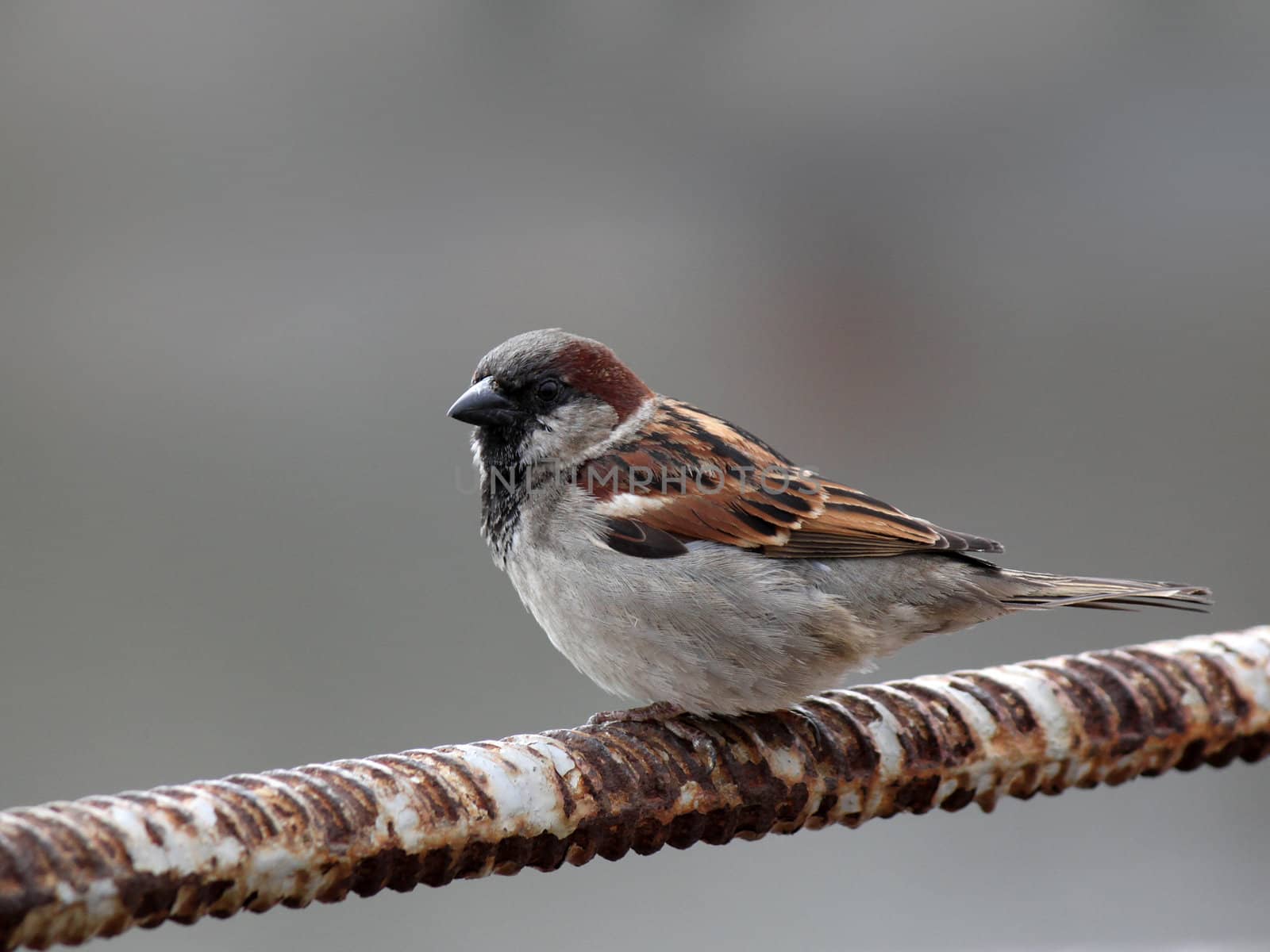 sparrow sitting on iron rod