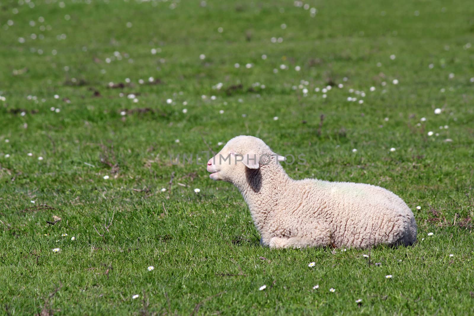 cute little lamb lying on pasture by goce