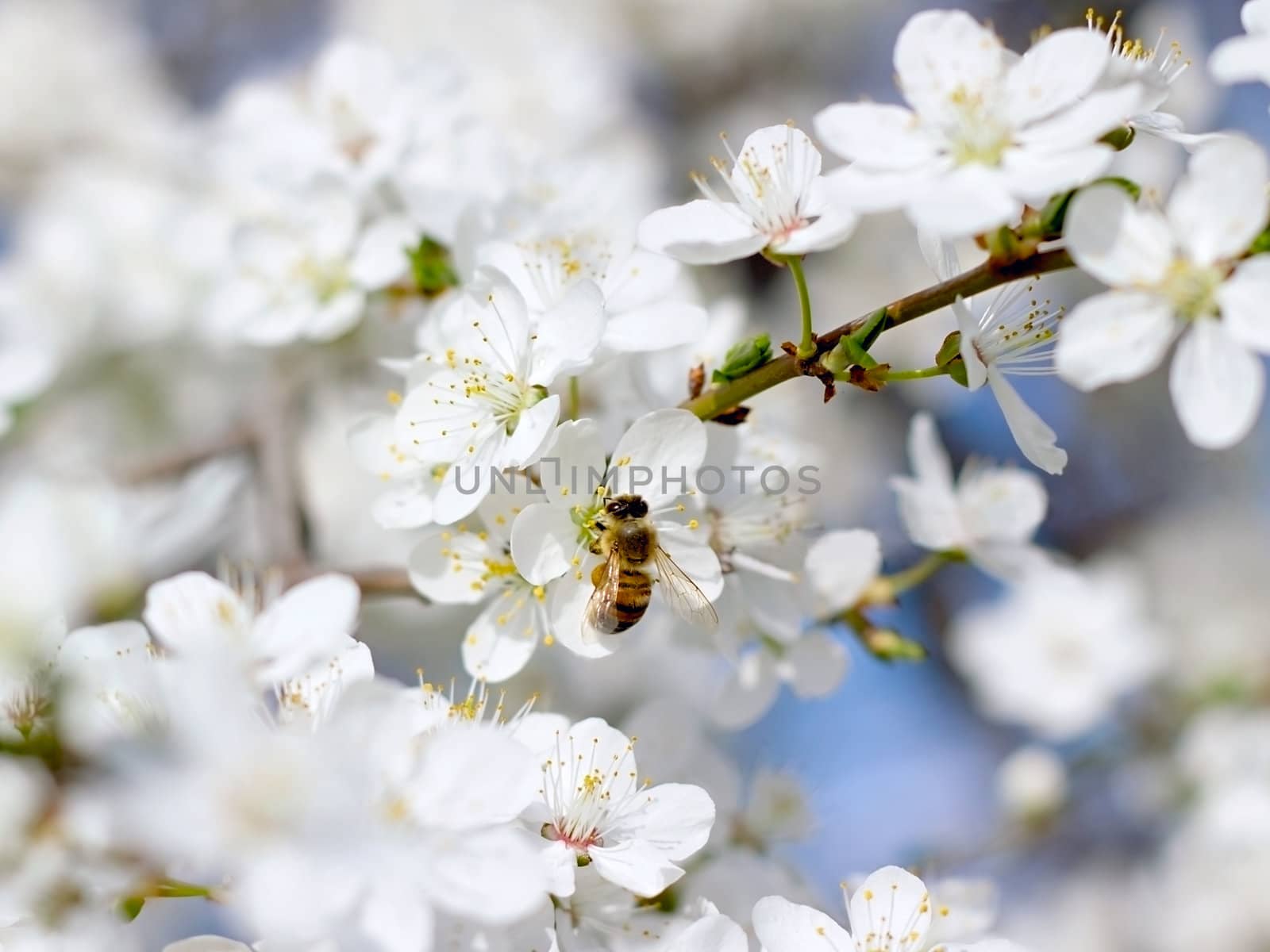 Bee on the flower of cherry by Plus69