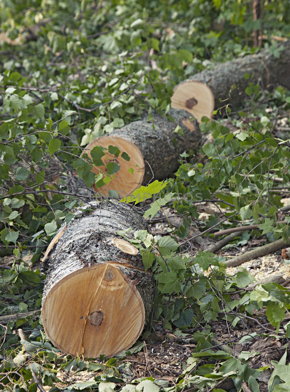 Logs of a sawed down tree laying on the ground