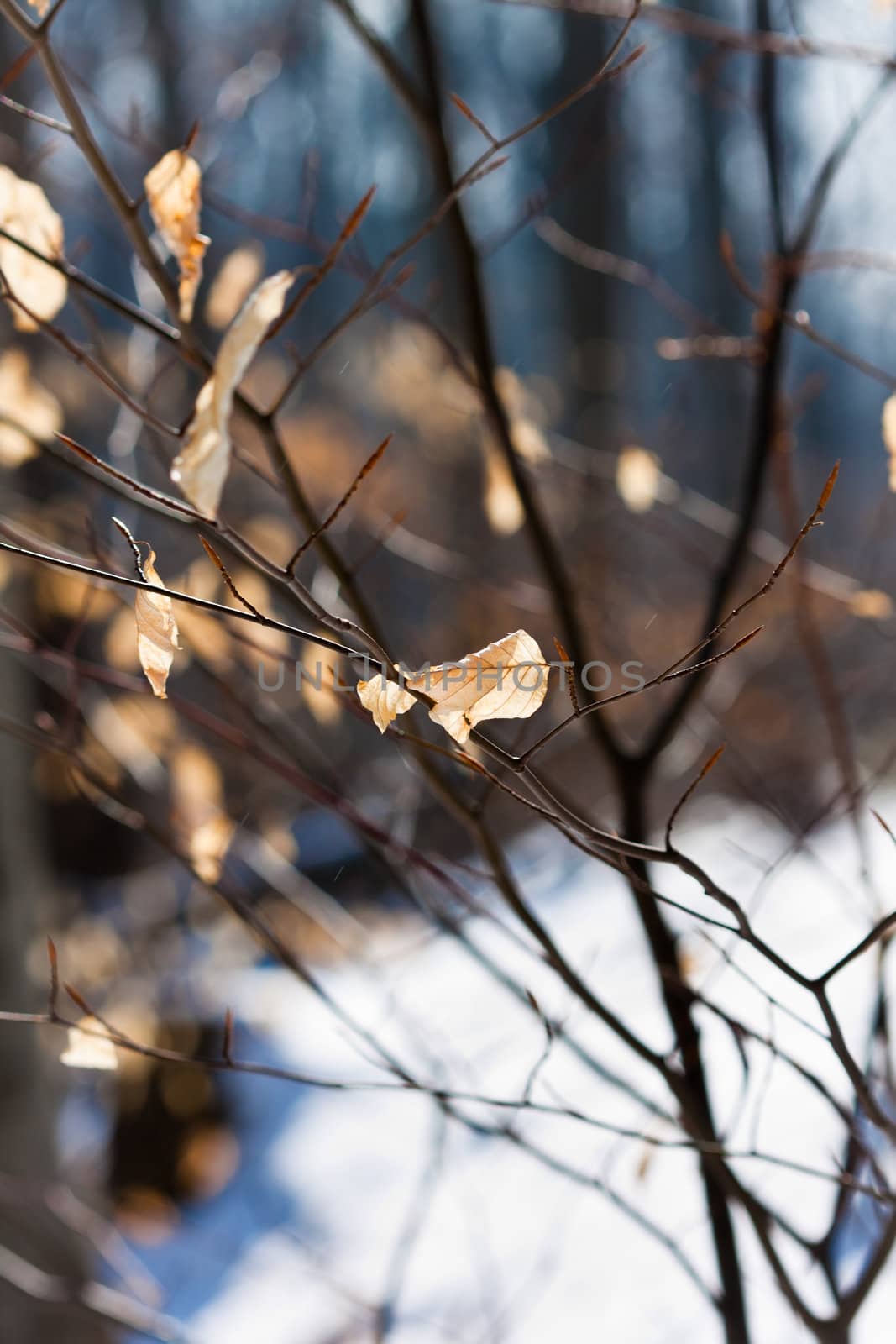 Closeup of brown leaves in snowy forest with blurry background