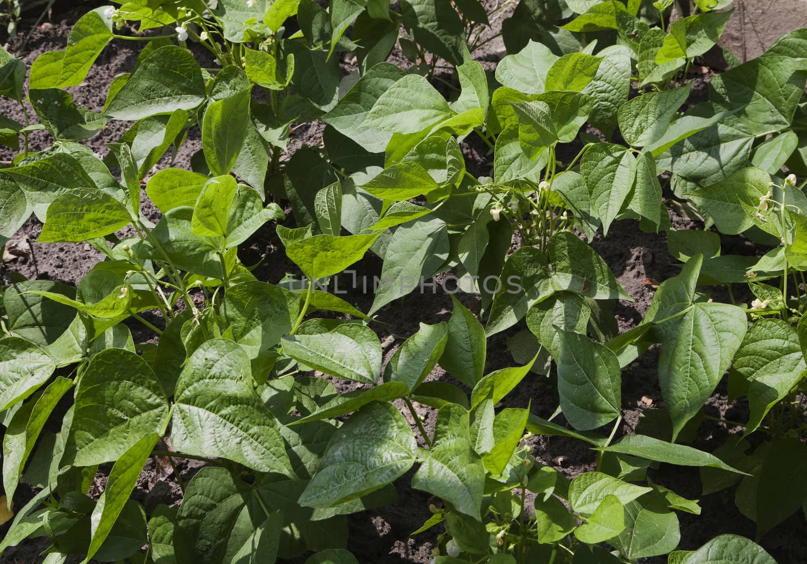 Sprouts of kidney beans in a vegetable garden