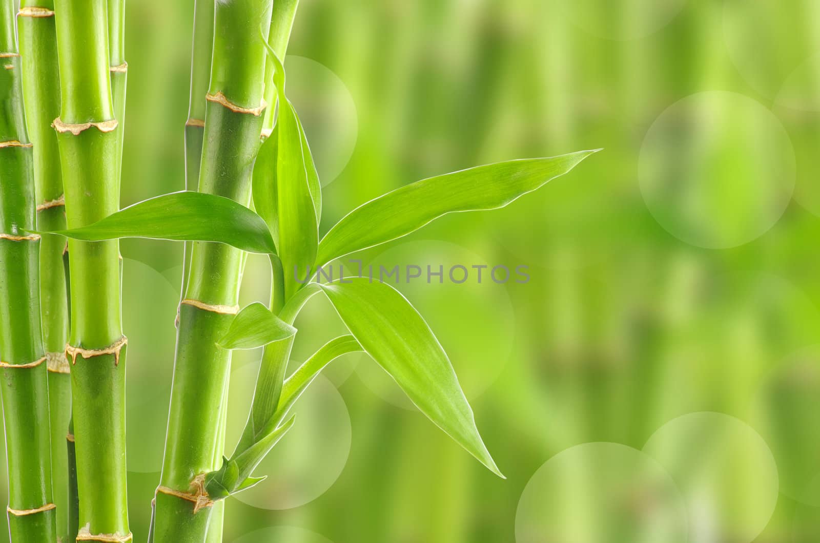 bamboo