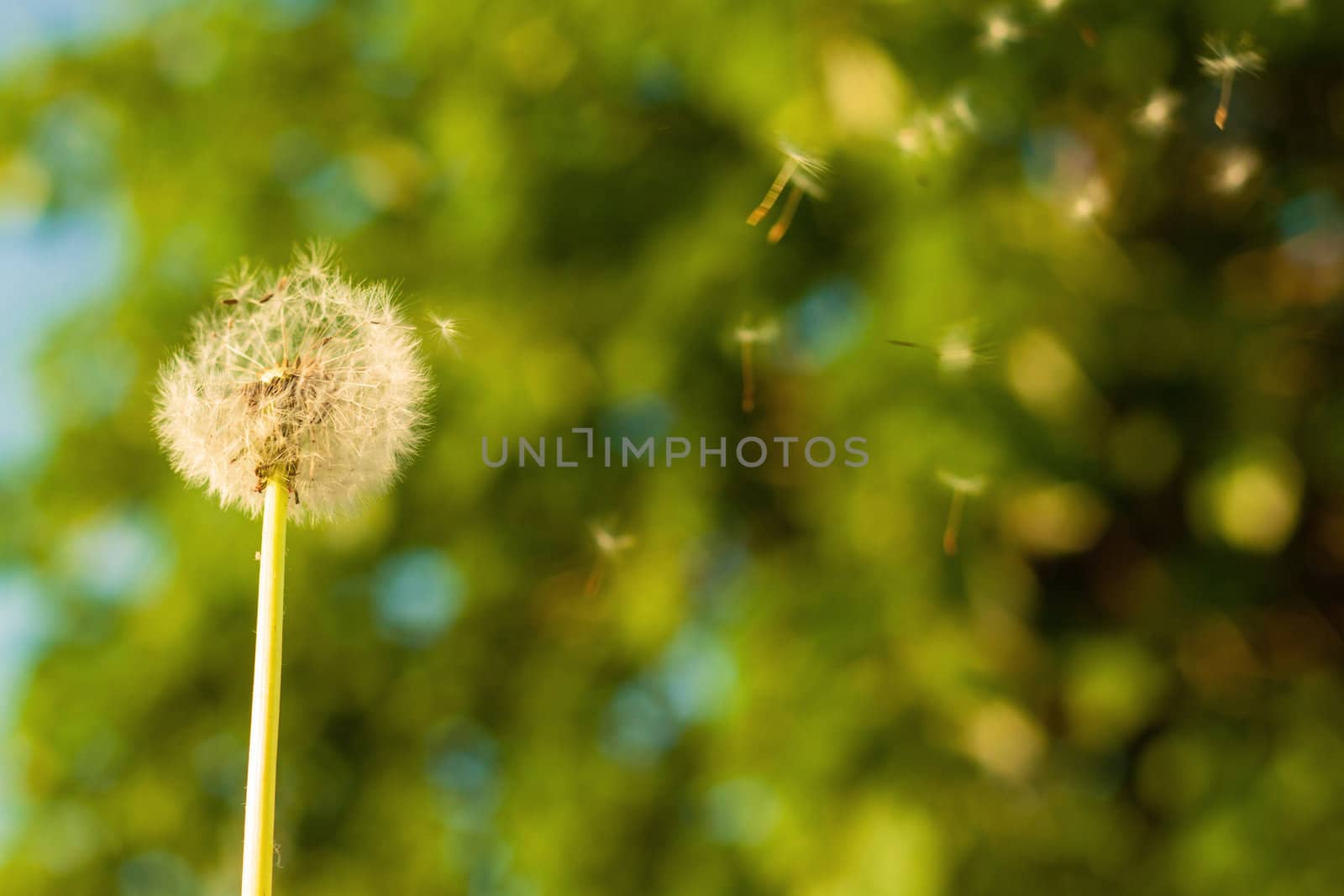 Dandelion in the wind, with tree bokeh by Lamarinx