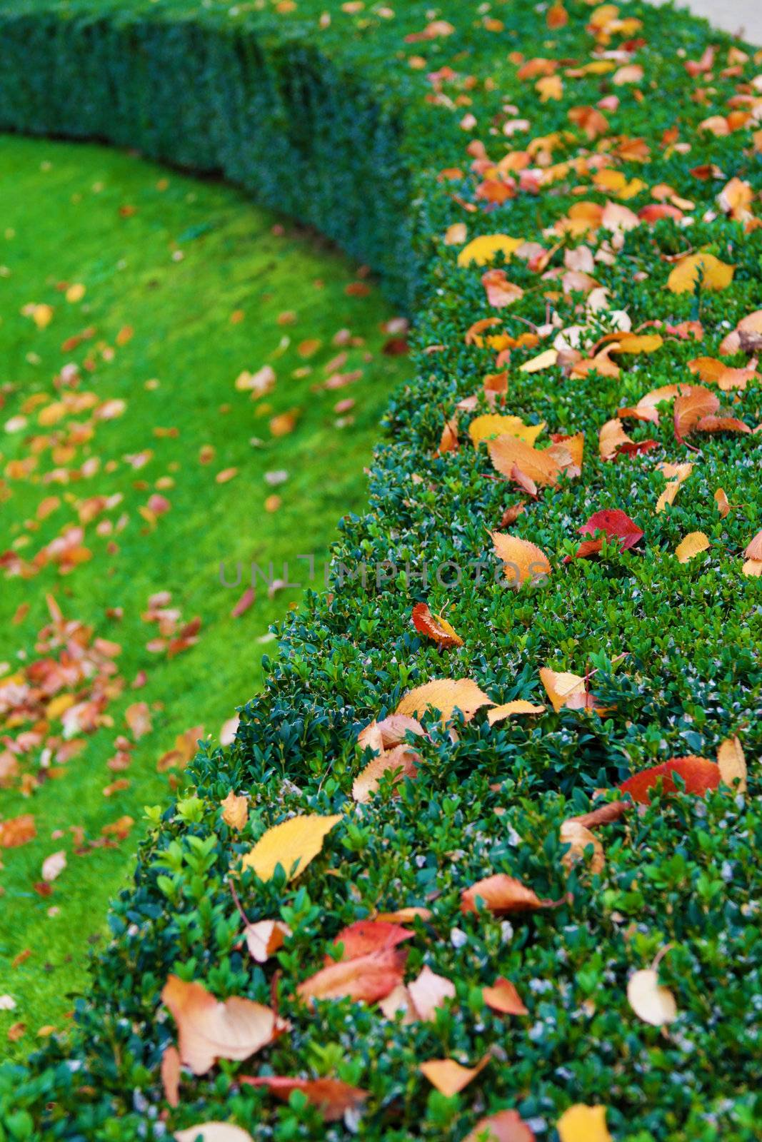 Boxwood bush with autumn leaves by Lamarinx