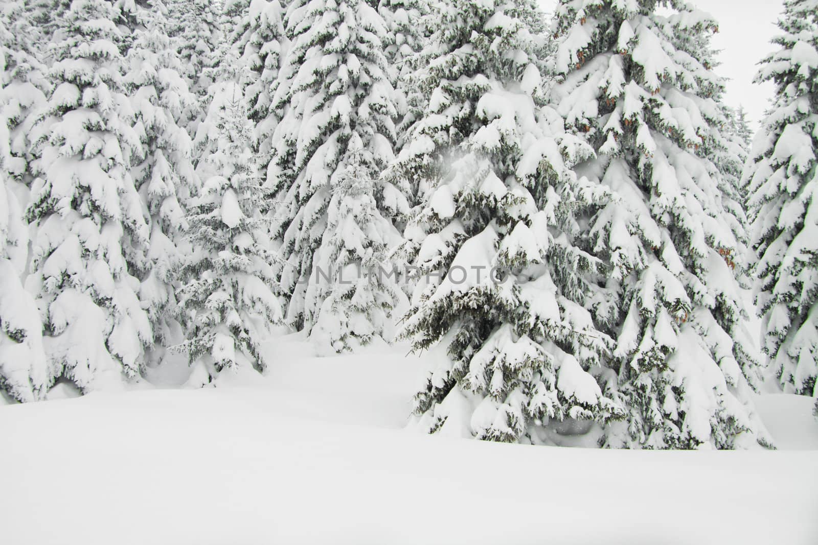 Fir trees with lots of snow, horizontal by Lamarinx