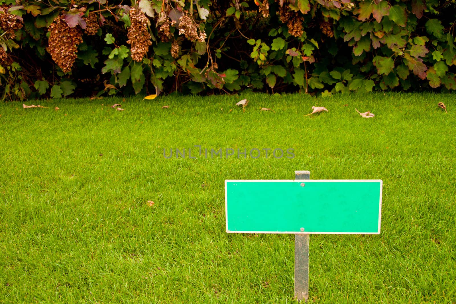 Green grass with a sign and a bush, horizontal shot by Lamarinx