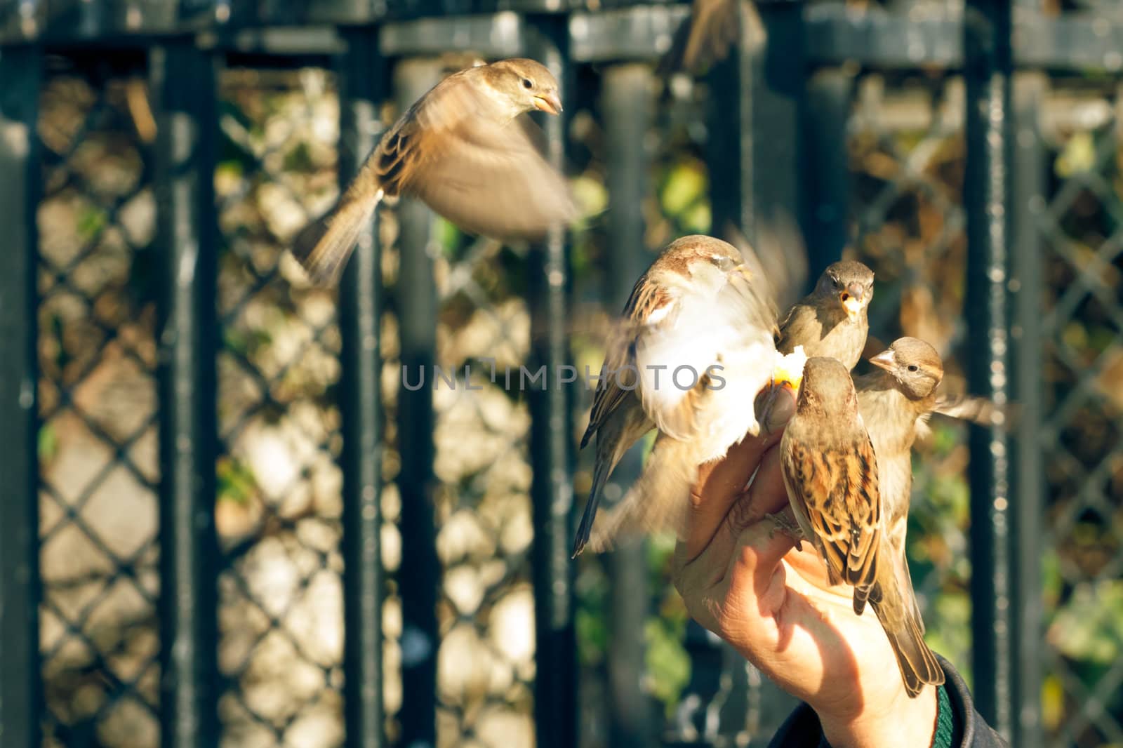 Sparrows eating from a human hand with motion blurred wings, horizontal shot