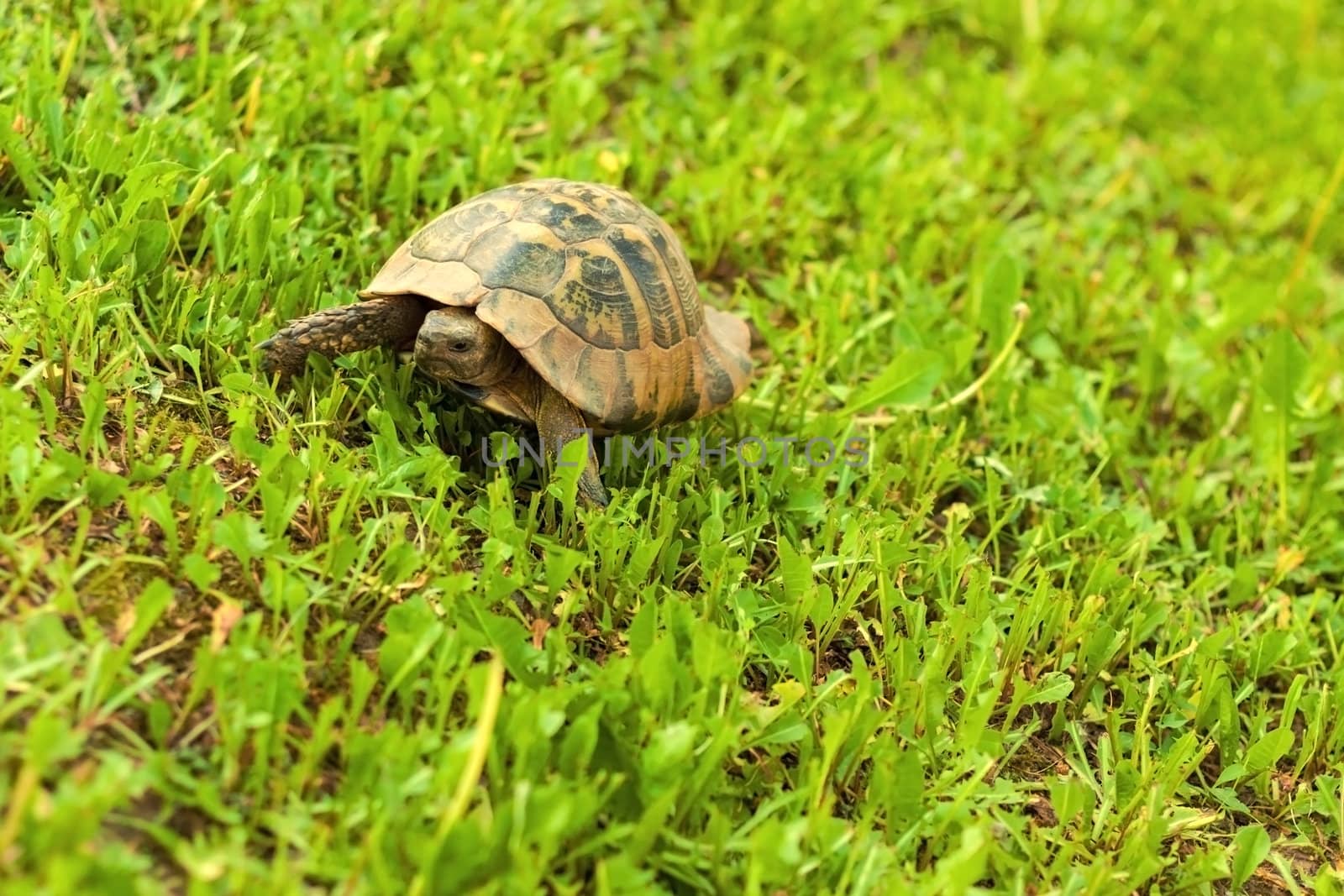 Turtle walking in the grass