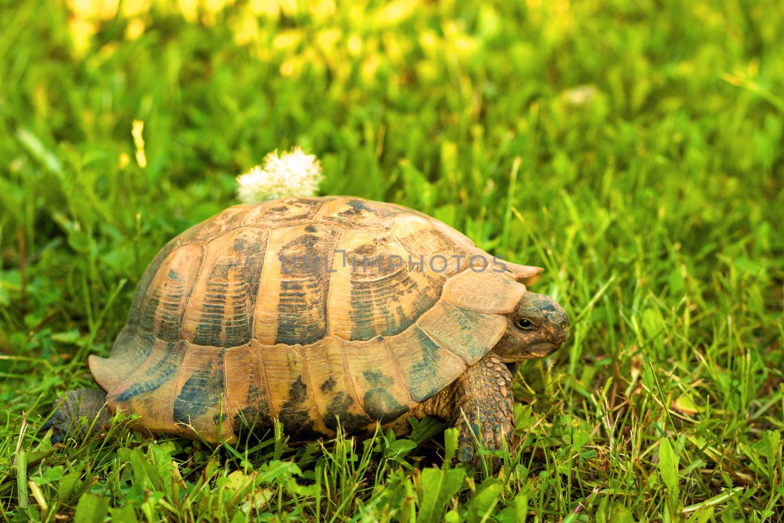 Turtle walking on sunset light in the grass