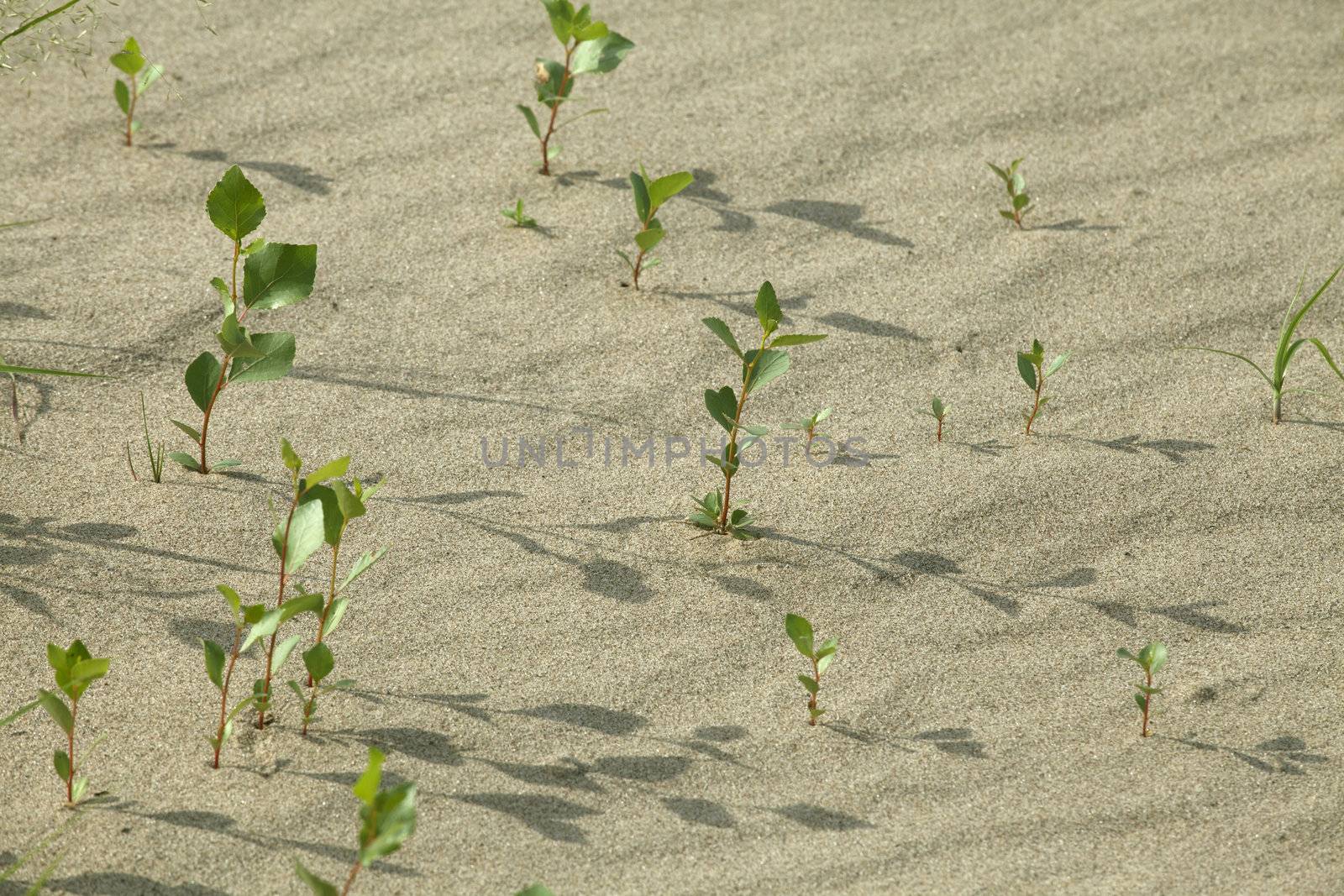 Plants growing in the sand adapted to the hot climate