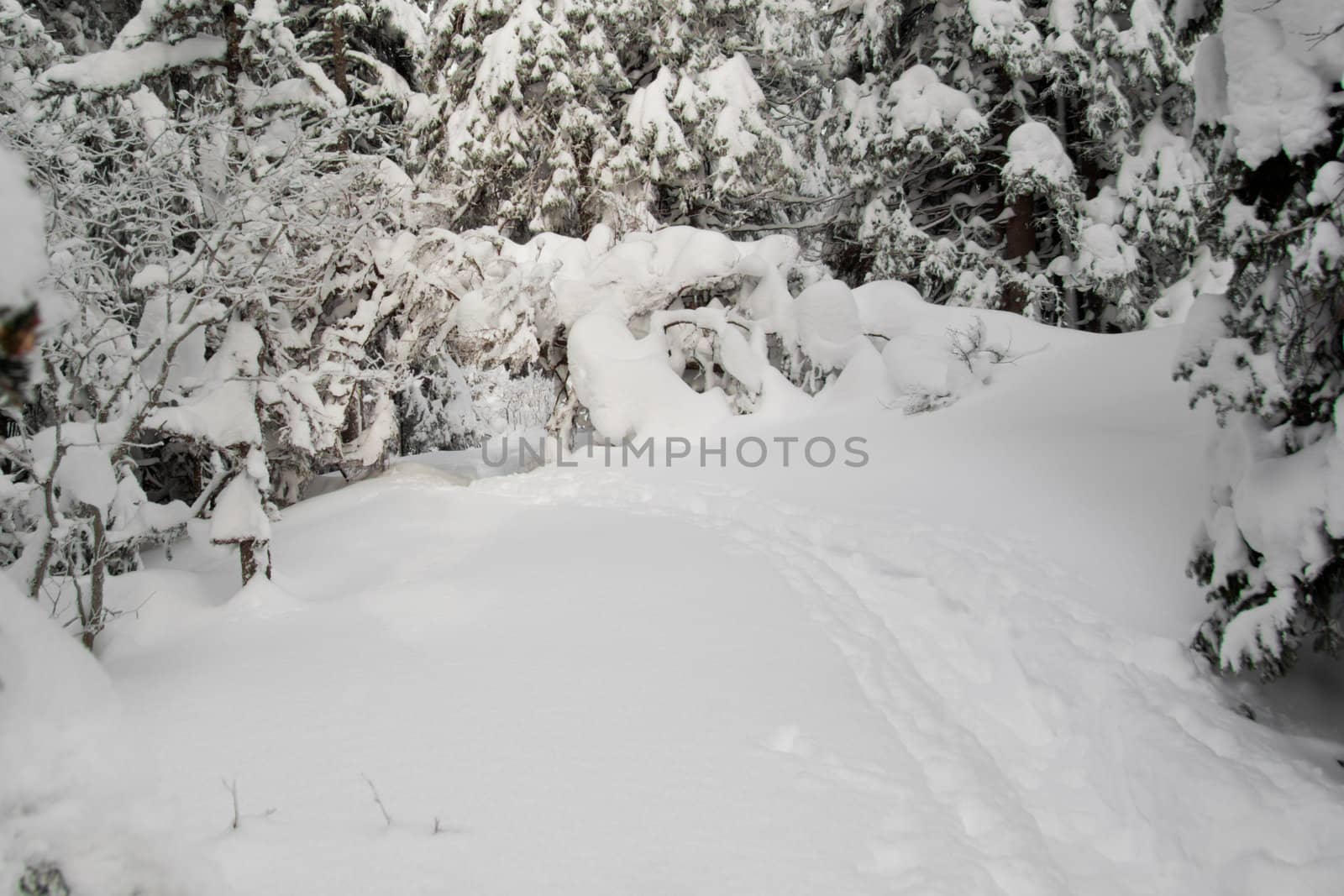 Path through a snowy forest, horizontal by Lamarinx