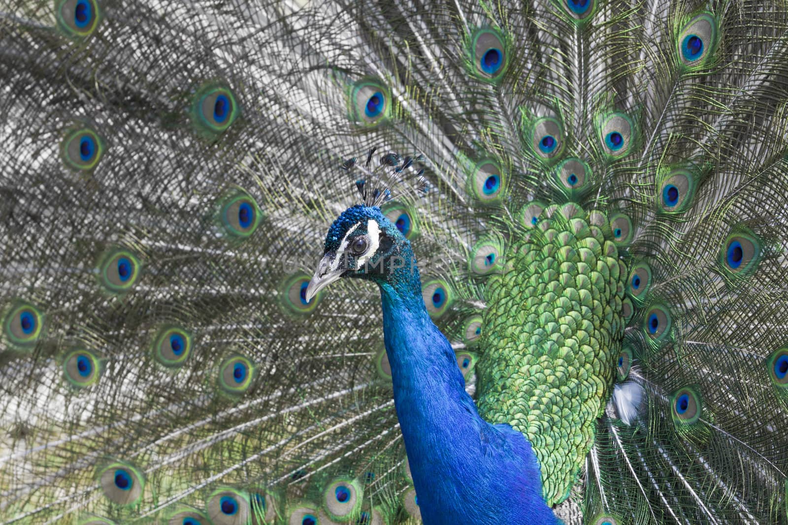 Peacock by Lamarinx