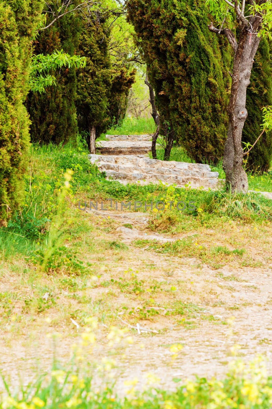 Path through a forest park, vertical shot