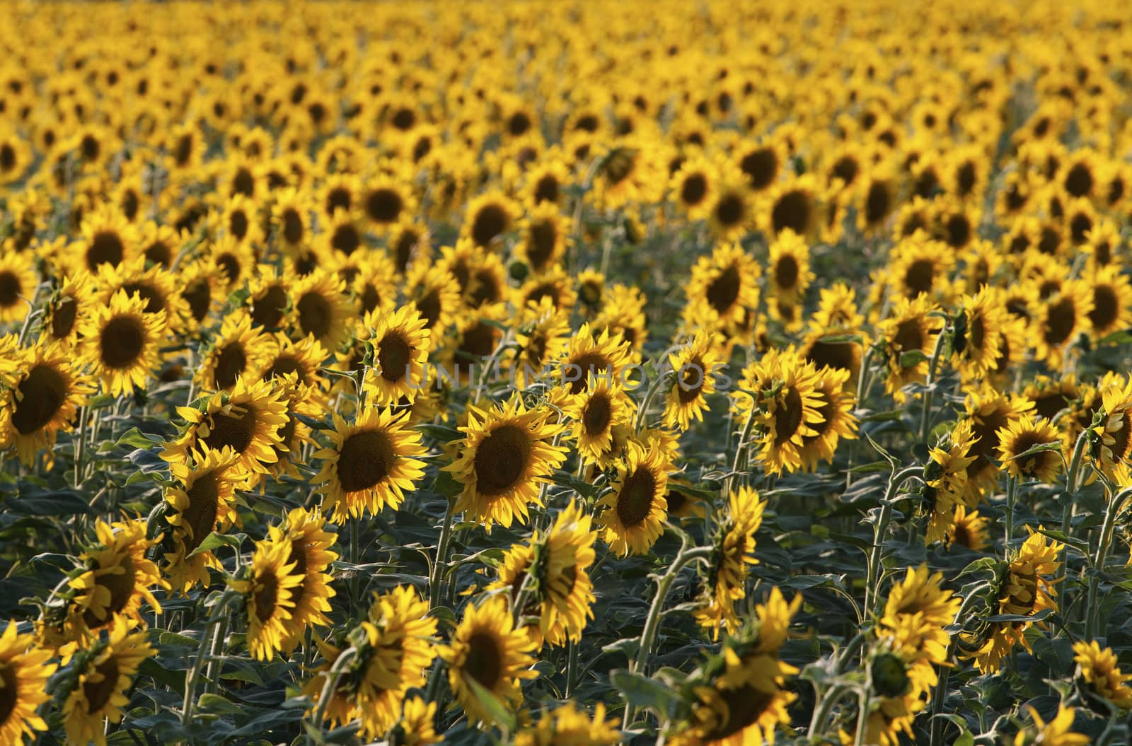Sunflower field in late evening sunlight. by Lamarinx