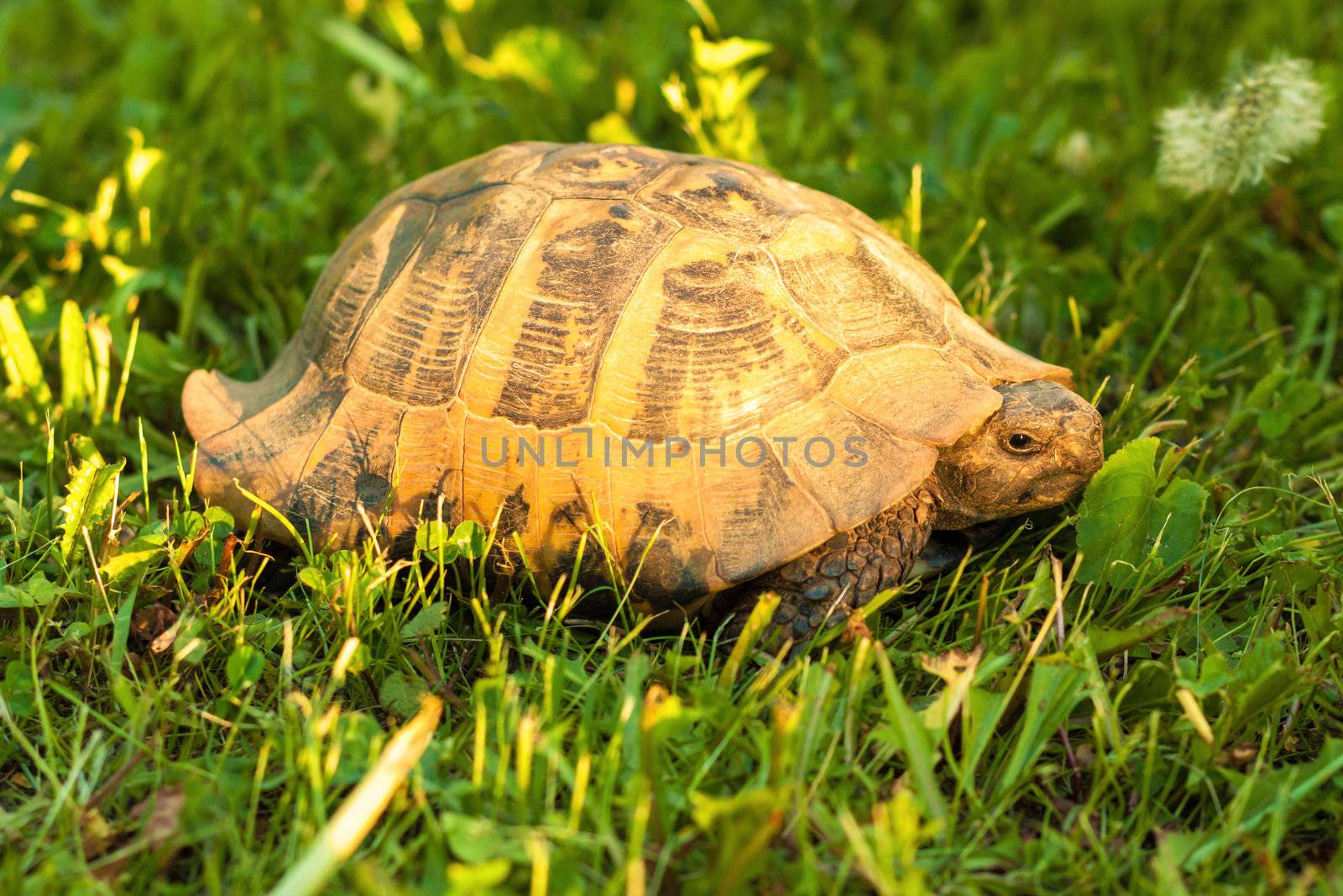 Turtle on sunset light in the grass