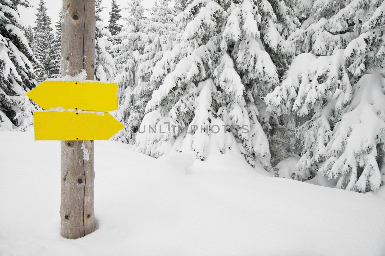 Direction signs in a snowy forest