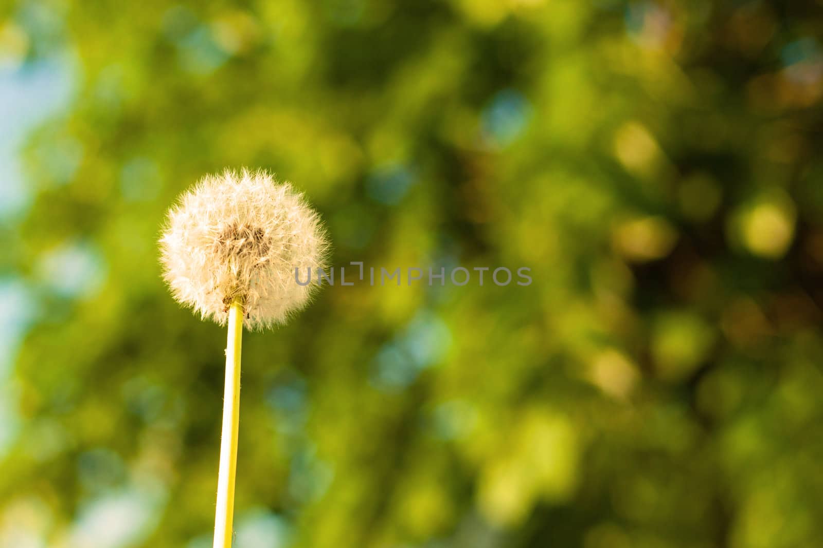 Untouched dandelion with tree bokeh by Lamarinx