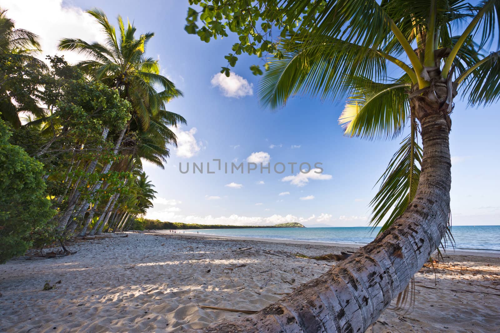 Idyllic sandy tropical beach and palm trees bordering a blue ocean under a sunny sky for that perfect getaway