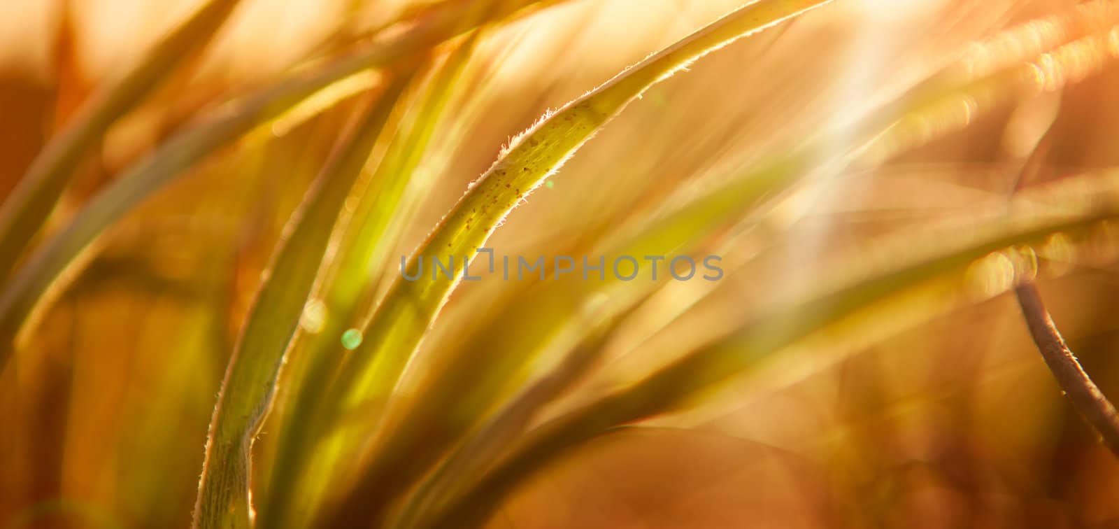 Abstract Grass Background by kwest