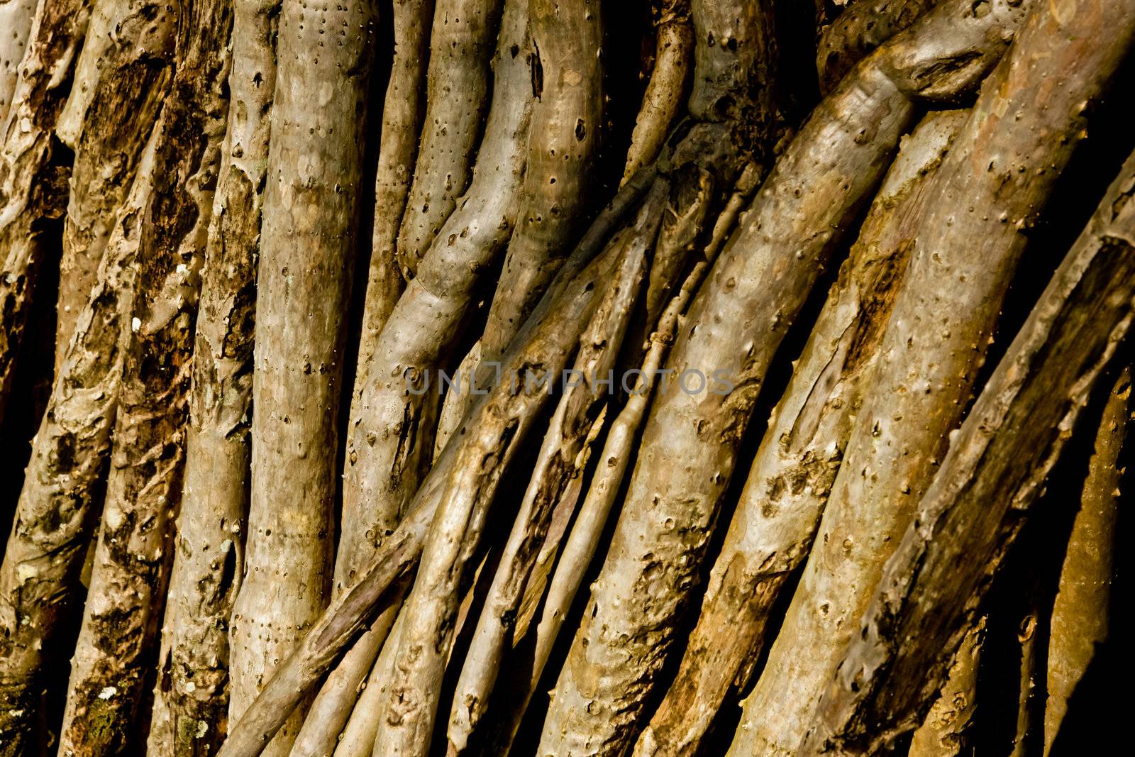 Aerial roots on a palm tree extending up the trunk from the base, closeup botanical background detail