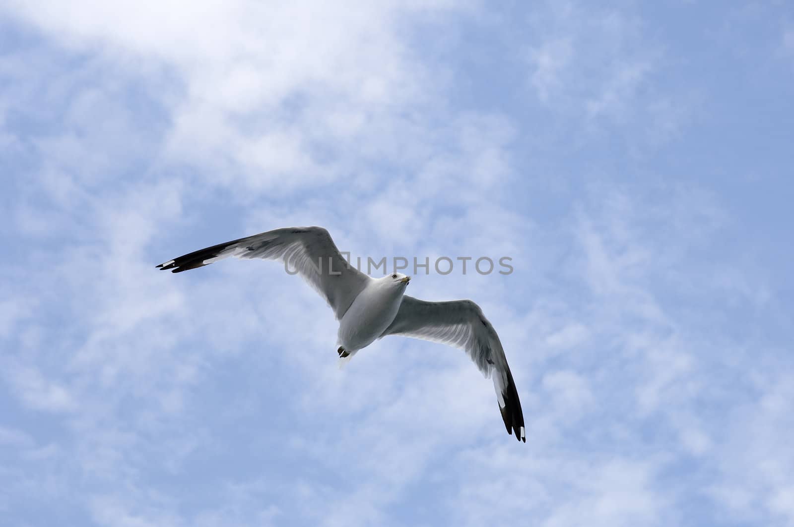seagull flying in a cloudy sky