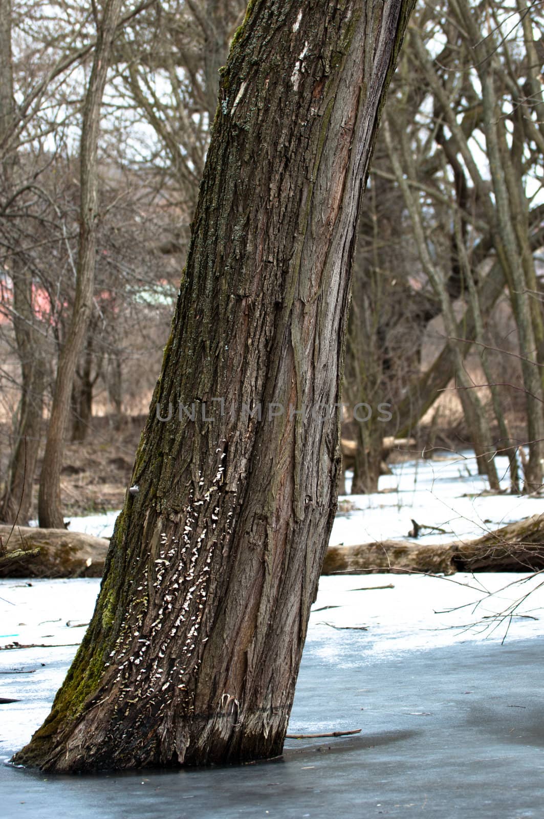 Tree frozen in ice with blurry background