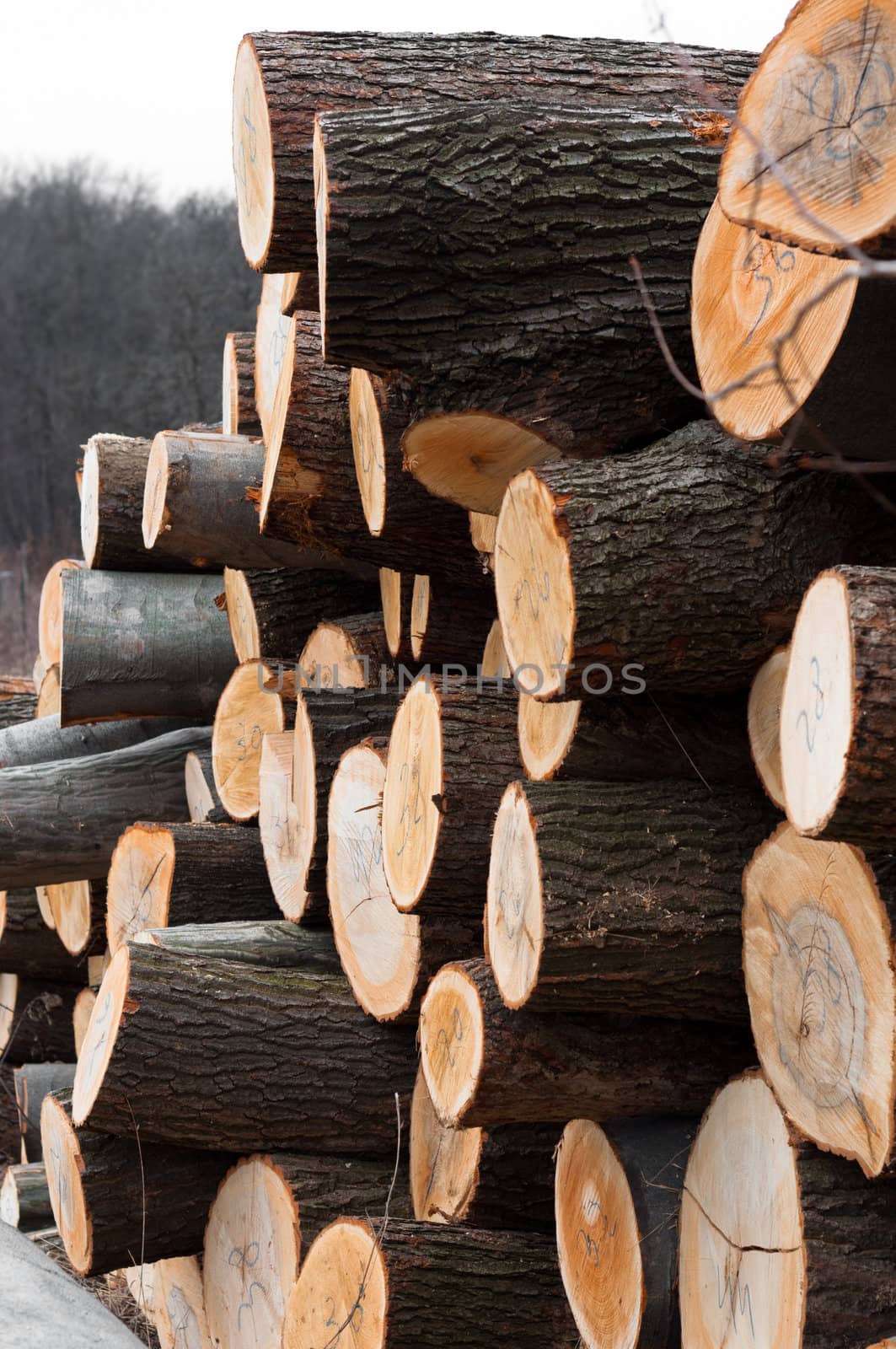 Piled up wooden logs