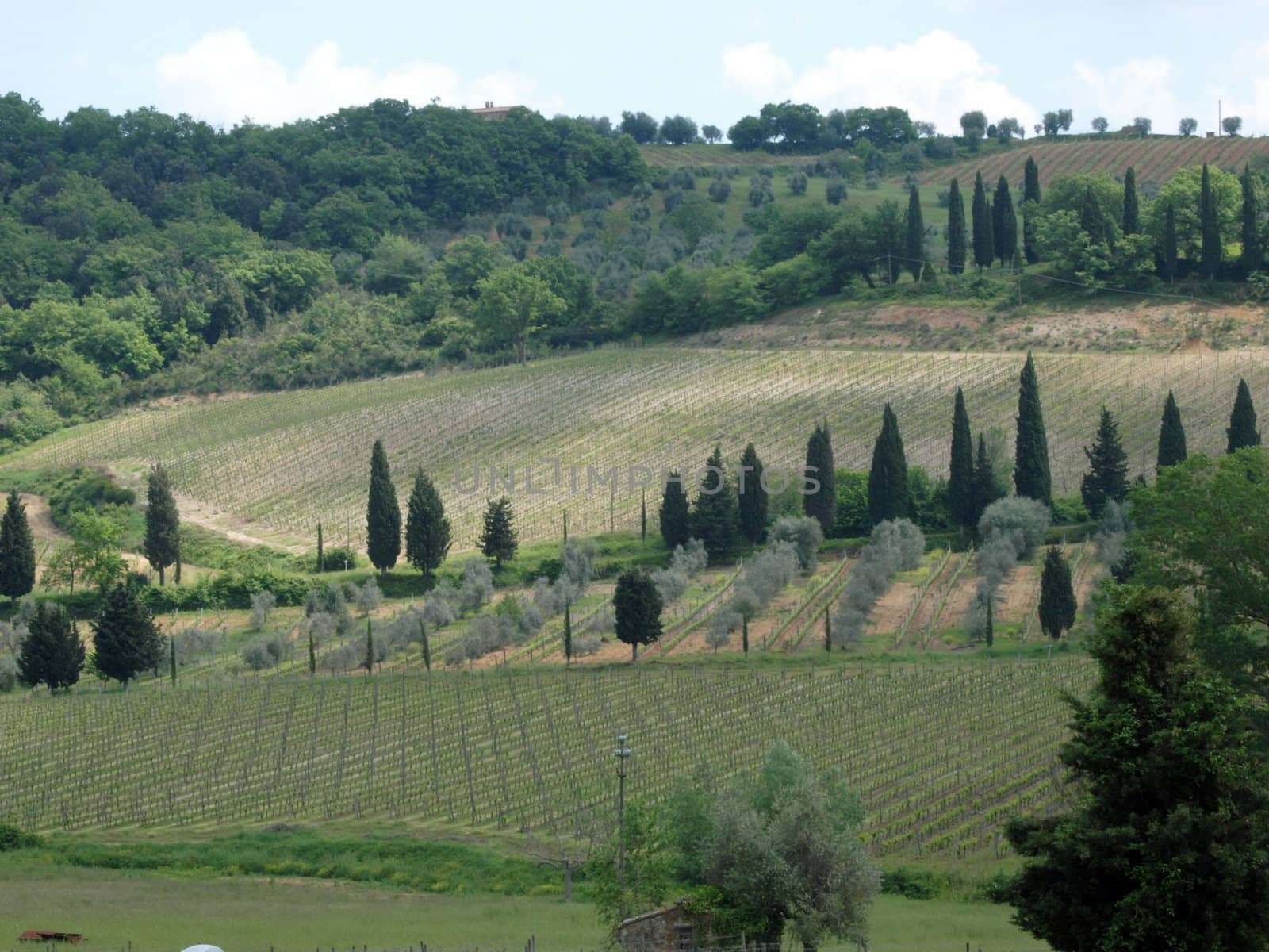 Tuscan landscape with vineyards, olive trees and cypresses