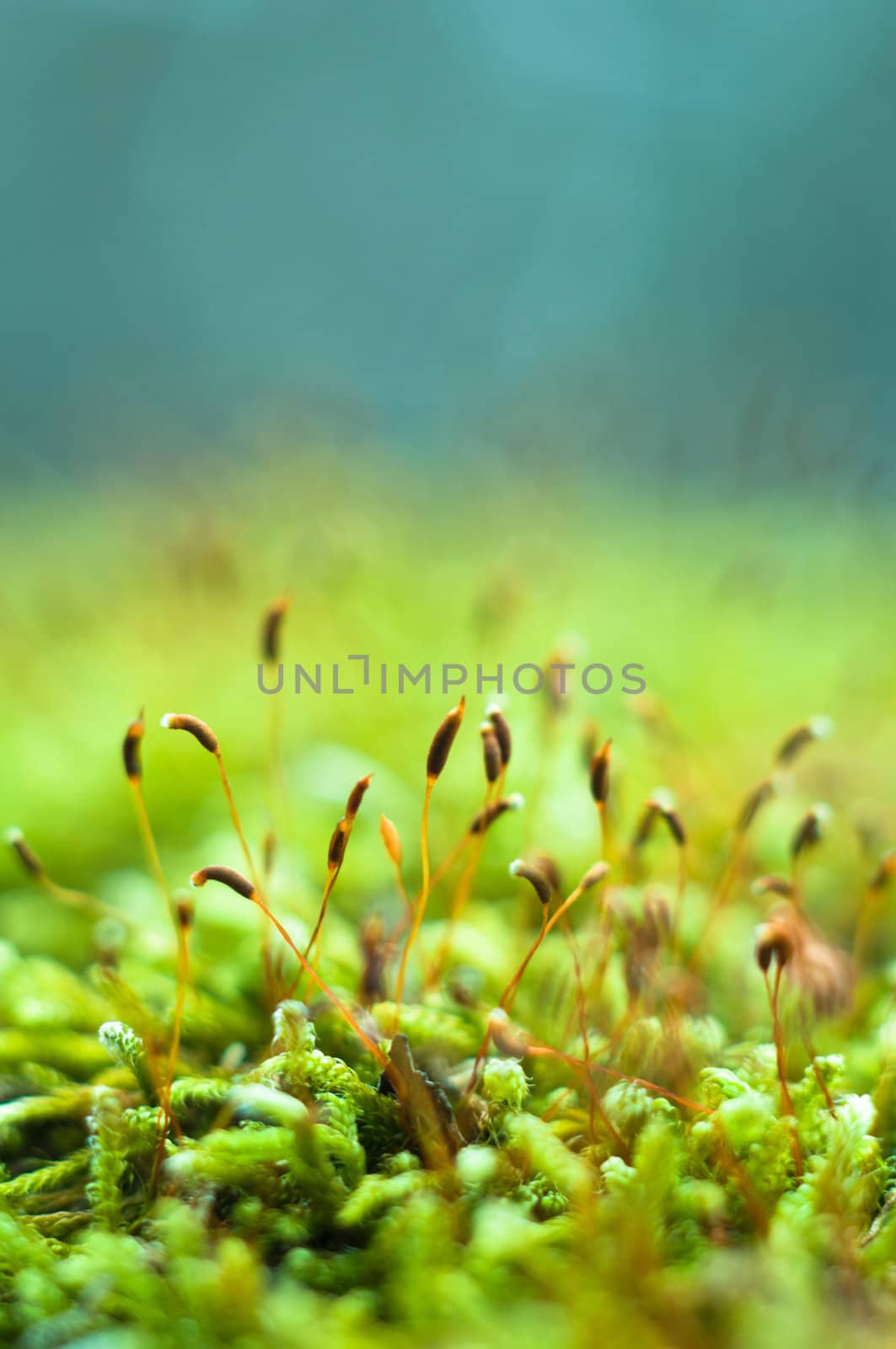 Bright green moss macro shot