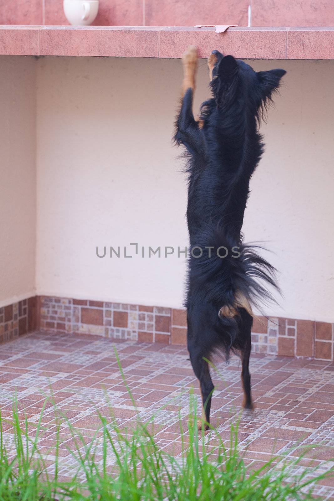 black russian toy terrier standing on hind legs