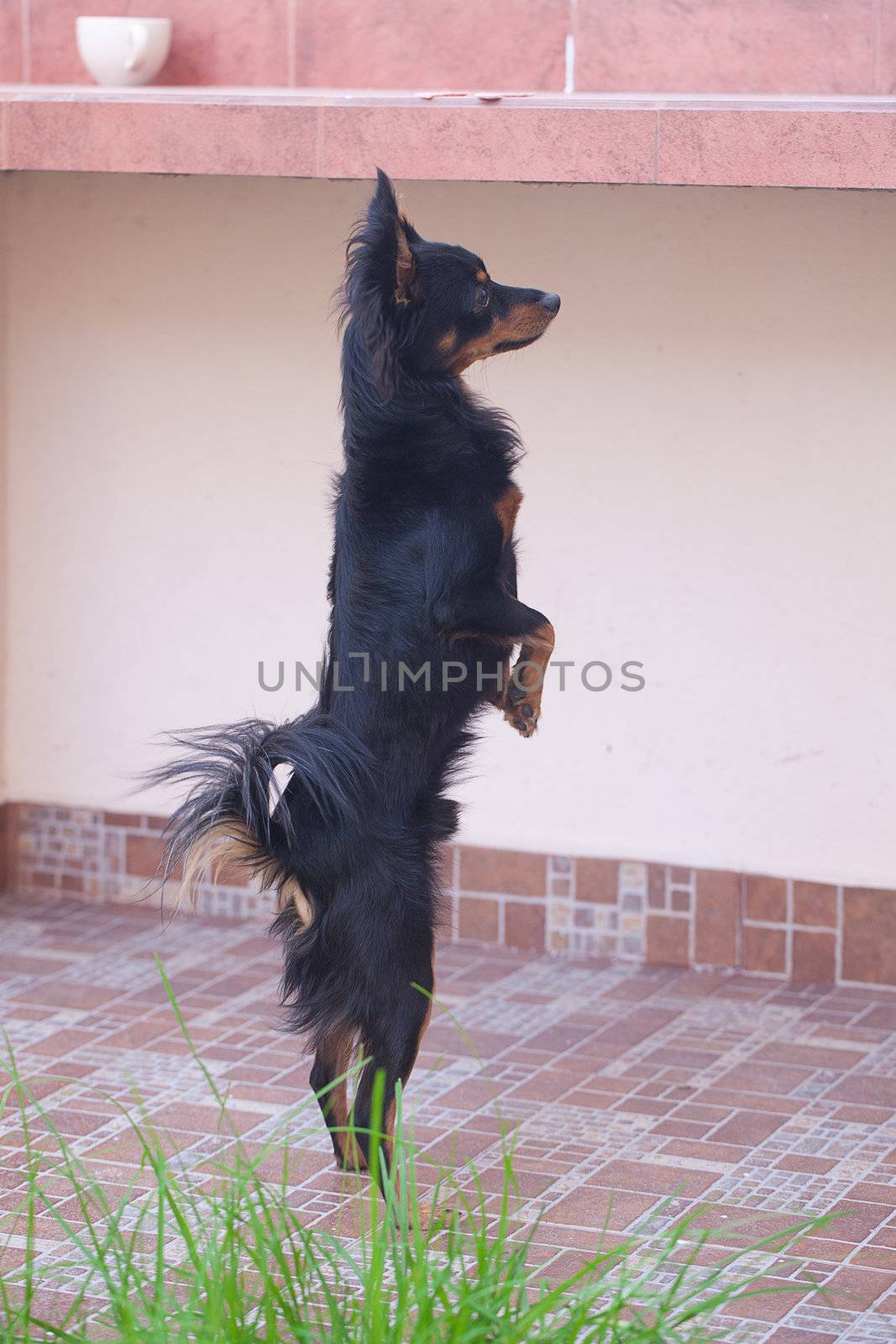 black russian toy terrier standing on hind legs by jannyjus