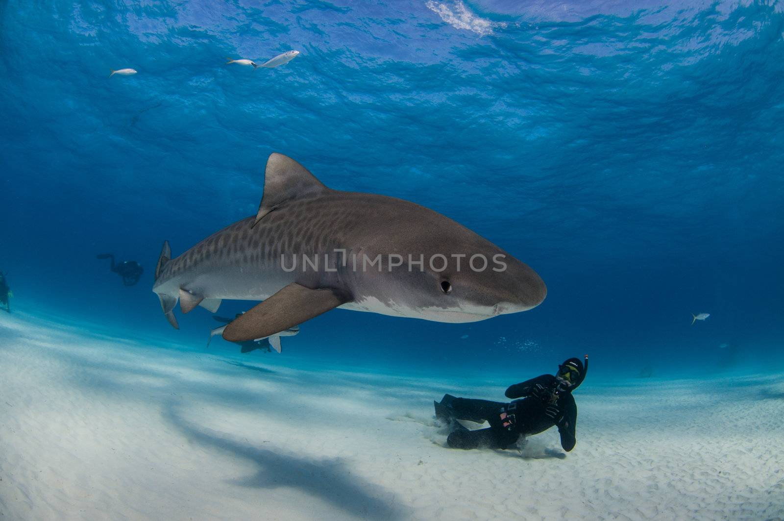 Free-diving with Tiger sharks is sublime, the diver getting a chance to interact freely without the noise of bubbles, with the sharks as calm as ever