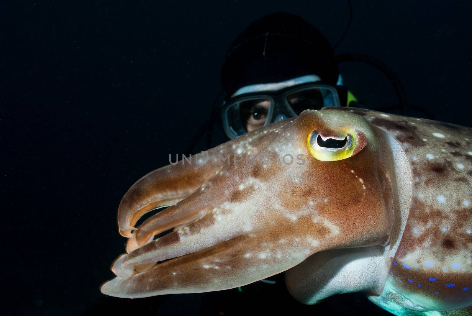 Cuttlefish and diver appearing together in waters of Bangka, Indonesia