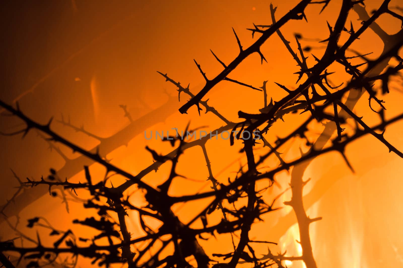 Closeup of burning bushes