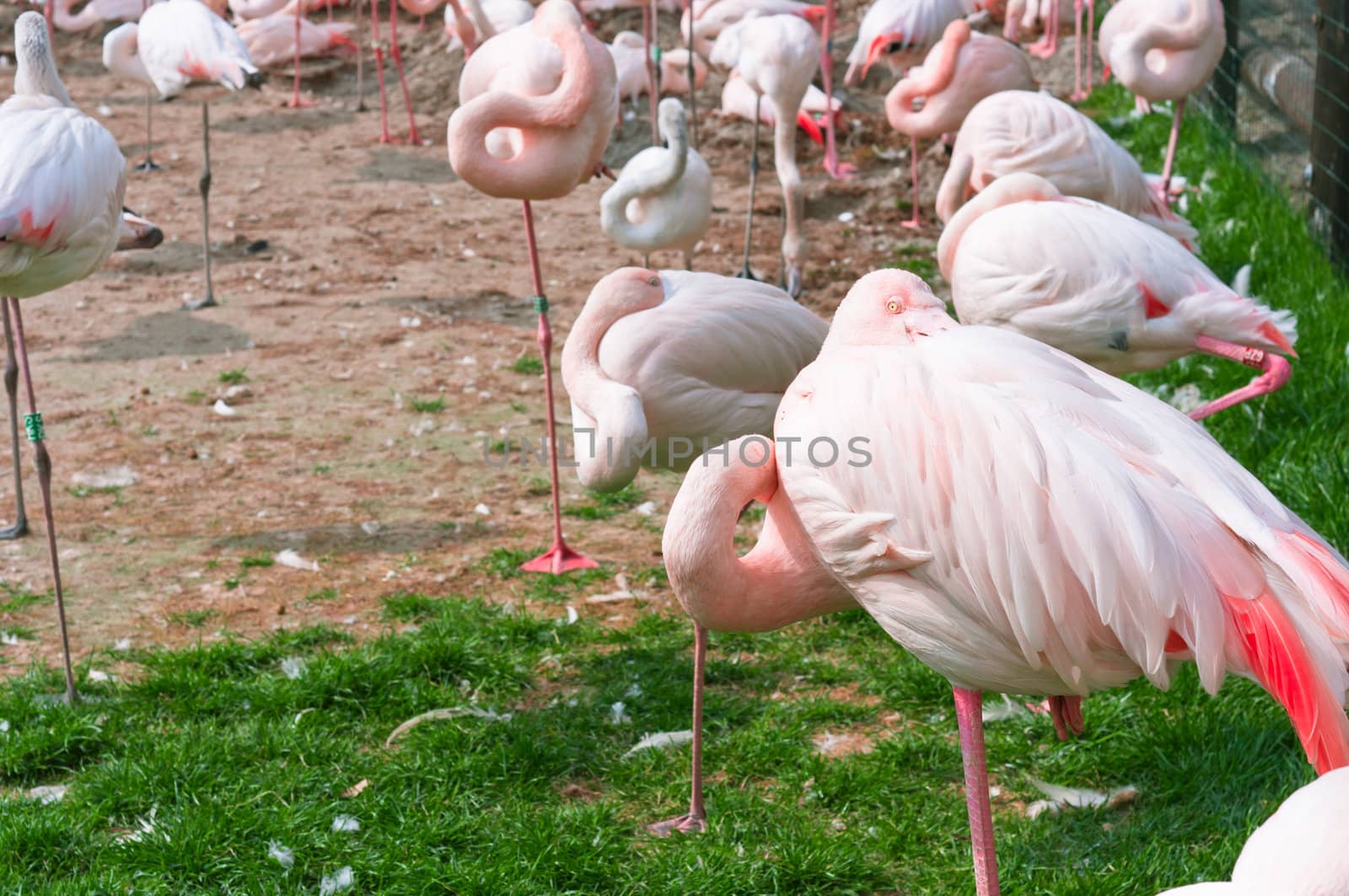 A group of pink flamingos standing